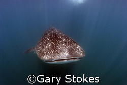 Whale Shark in Donsol, Philippines 2007 by Gary Stokes 